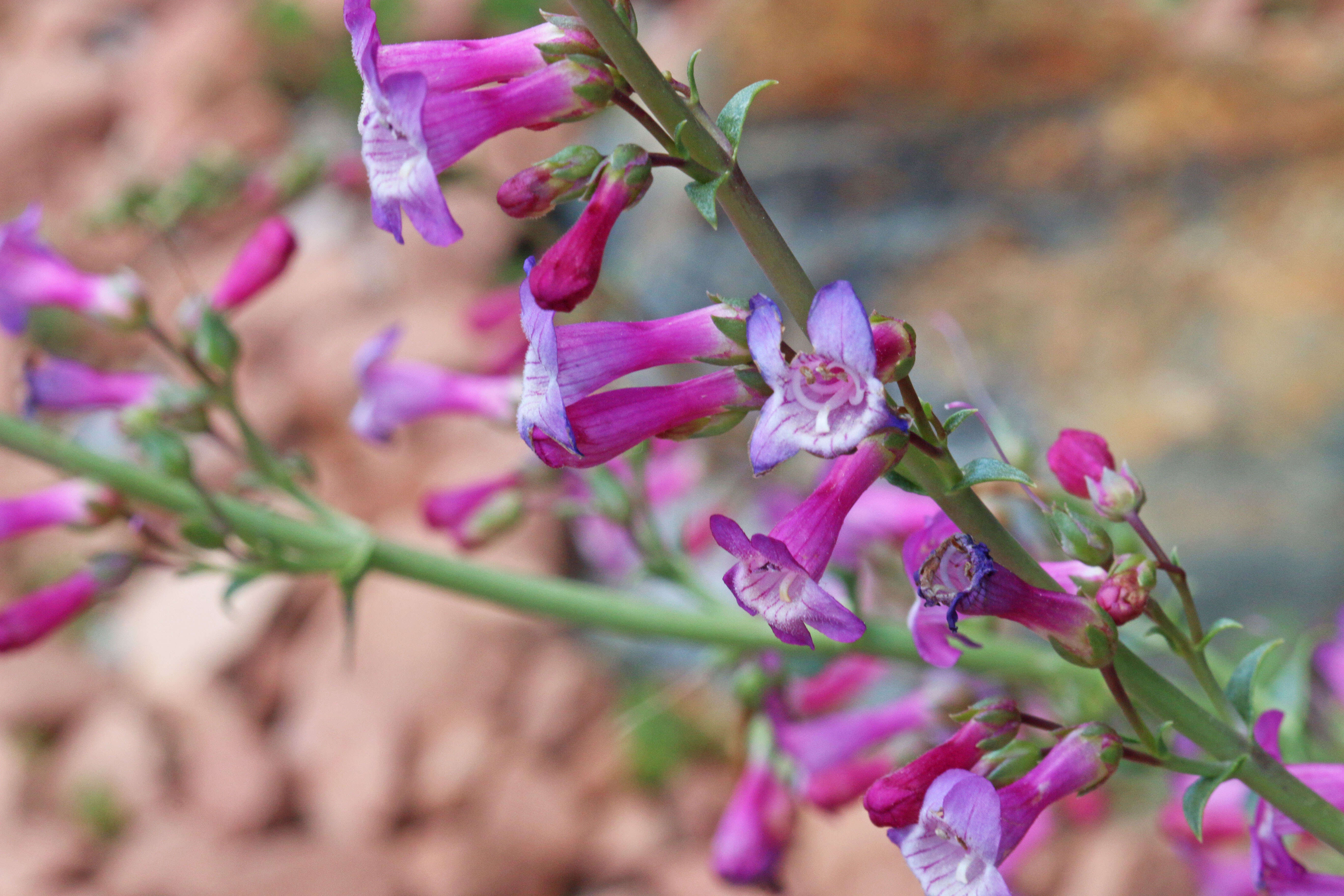 Image of beardtongue