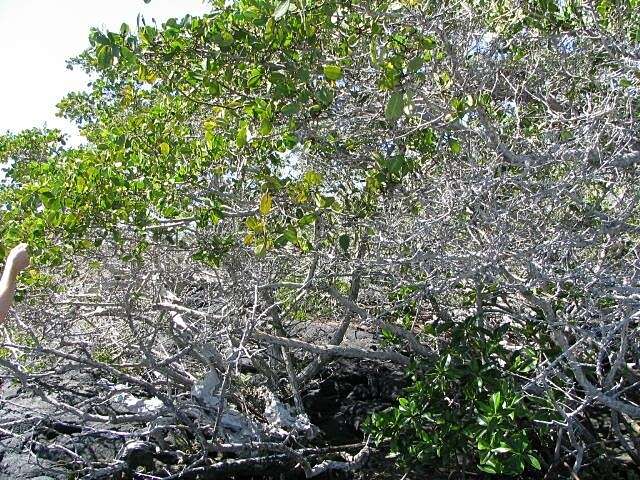 Image of White Mangroves