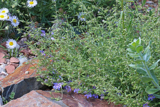 Plancia ëd Penstemon linarioides A. Gray