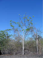 Image of Palo Santo