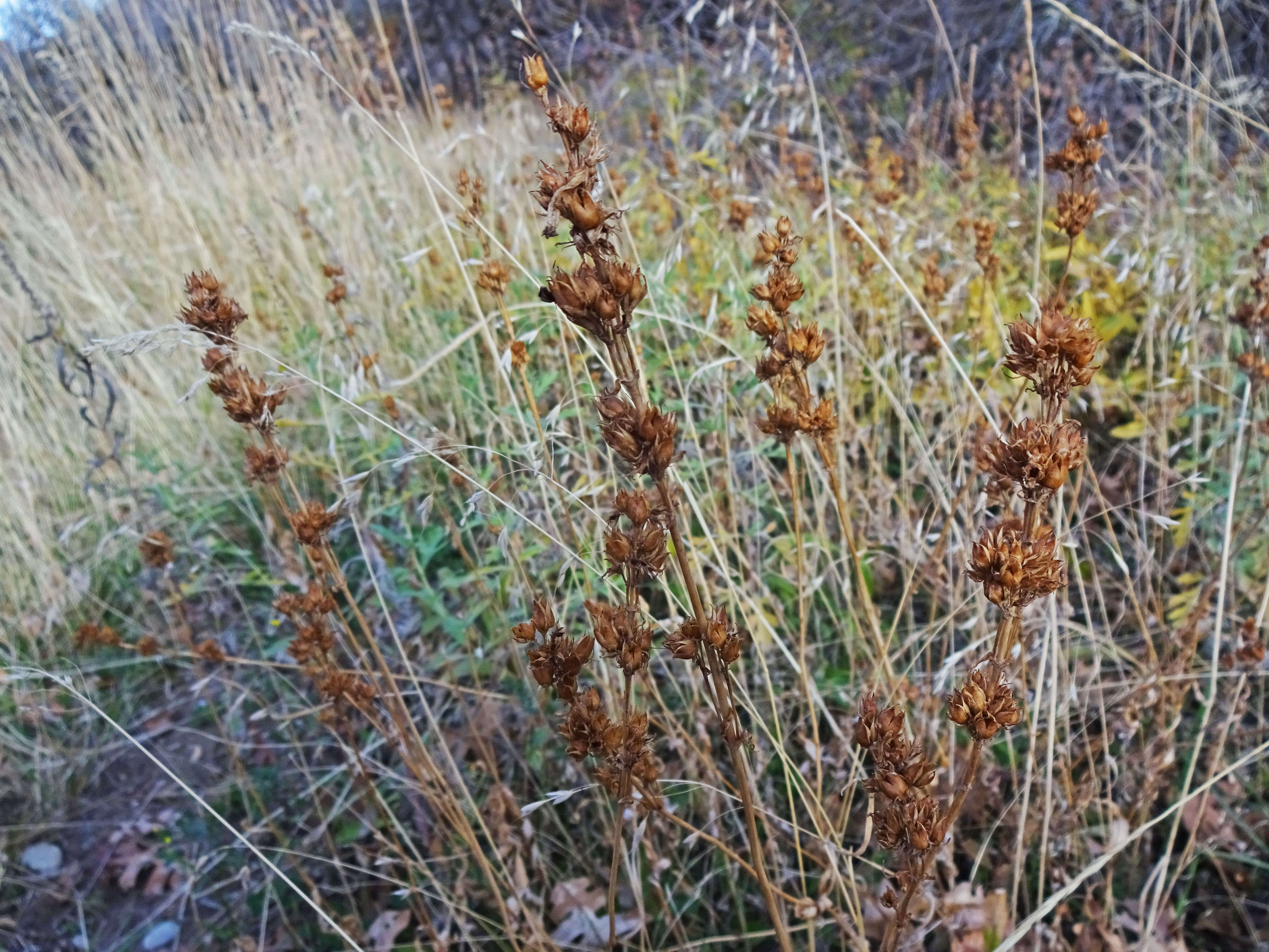 Image of Rydberg's penstemon