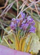 Слика од Liatris punctata Hook.