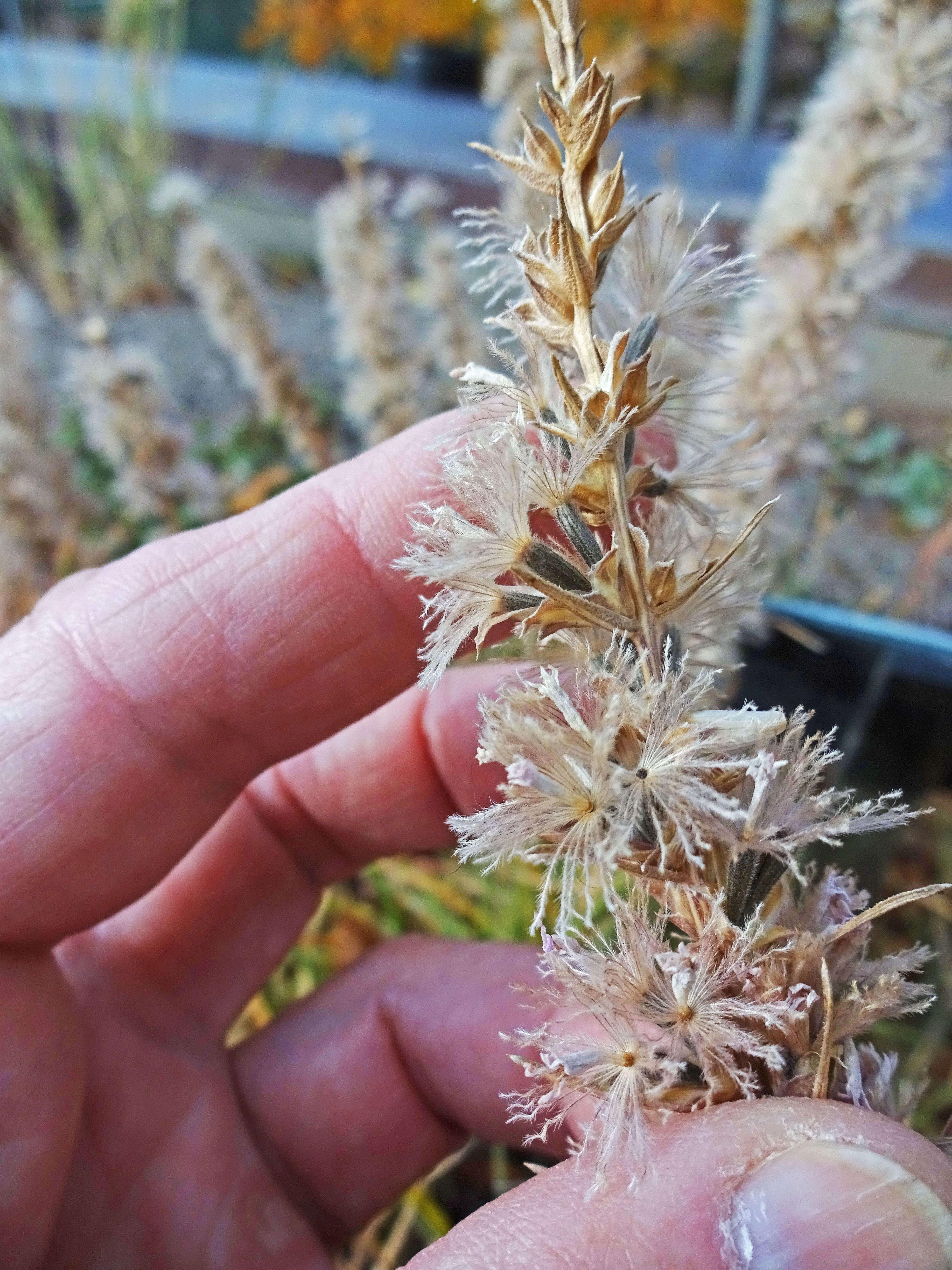 Слика од Liatris punctata Hook.