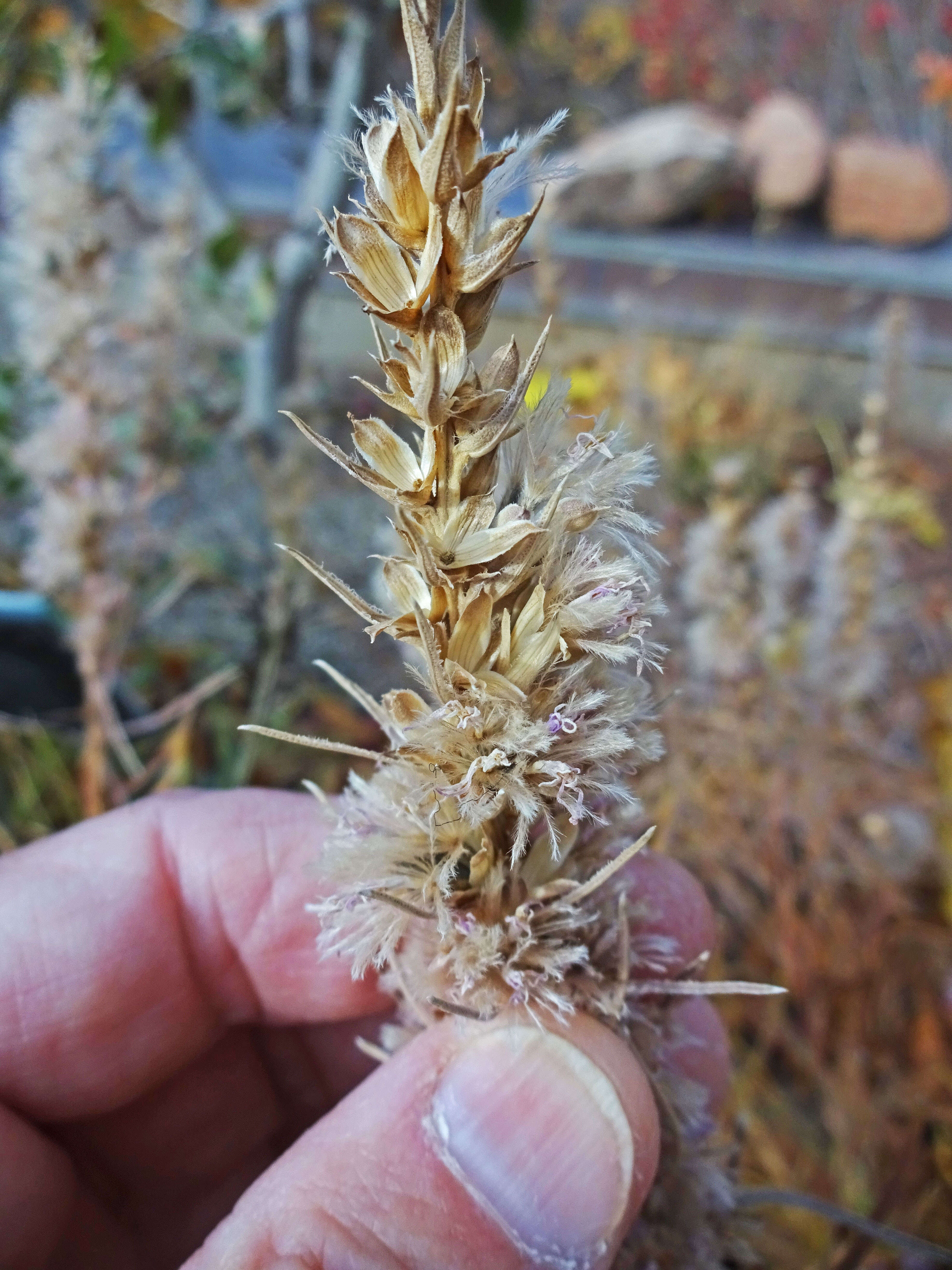 Слика од Liatris punctata Hook.