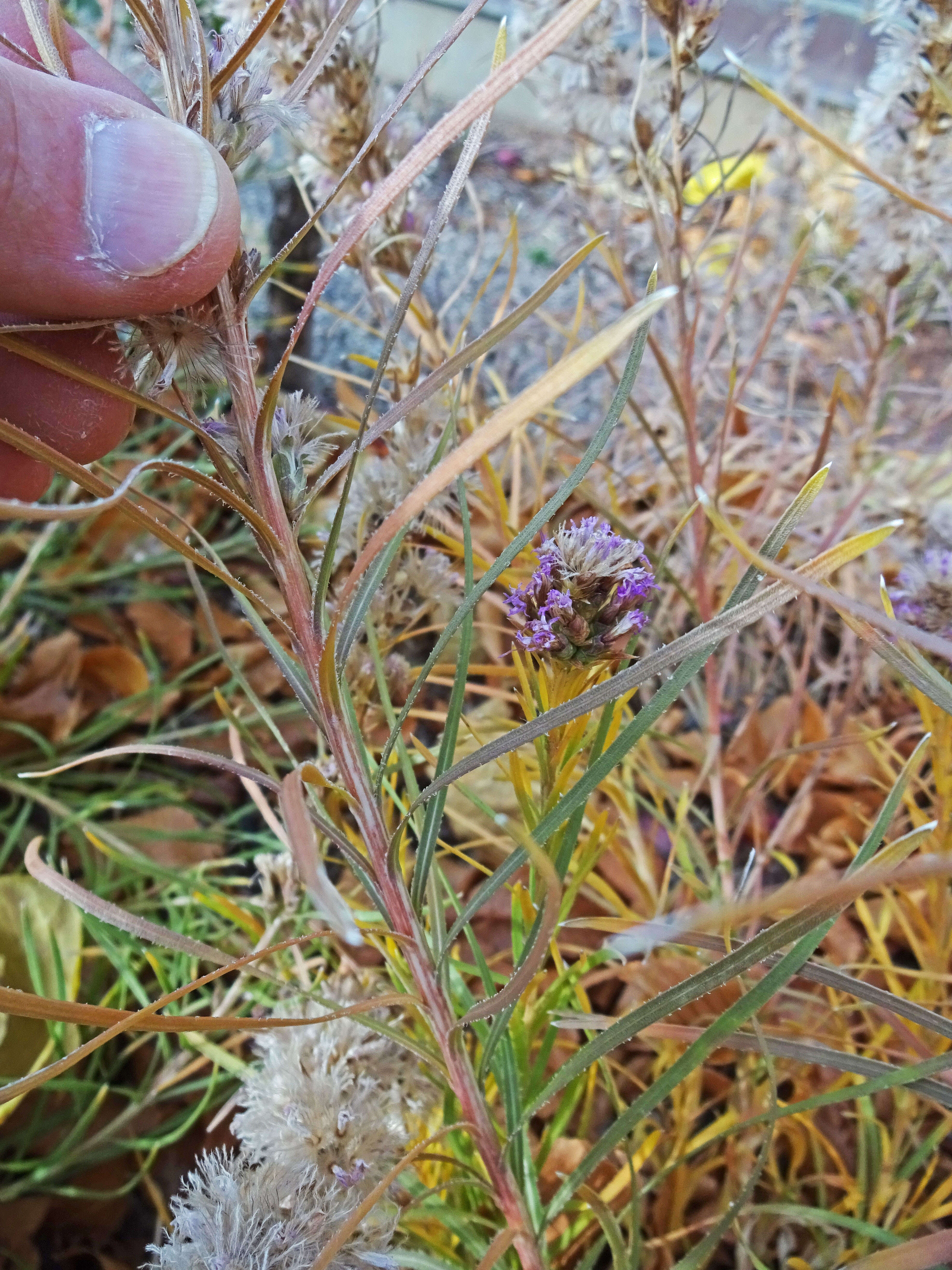 Слика од Liatris punctata Hook.