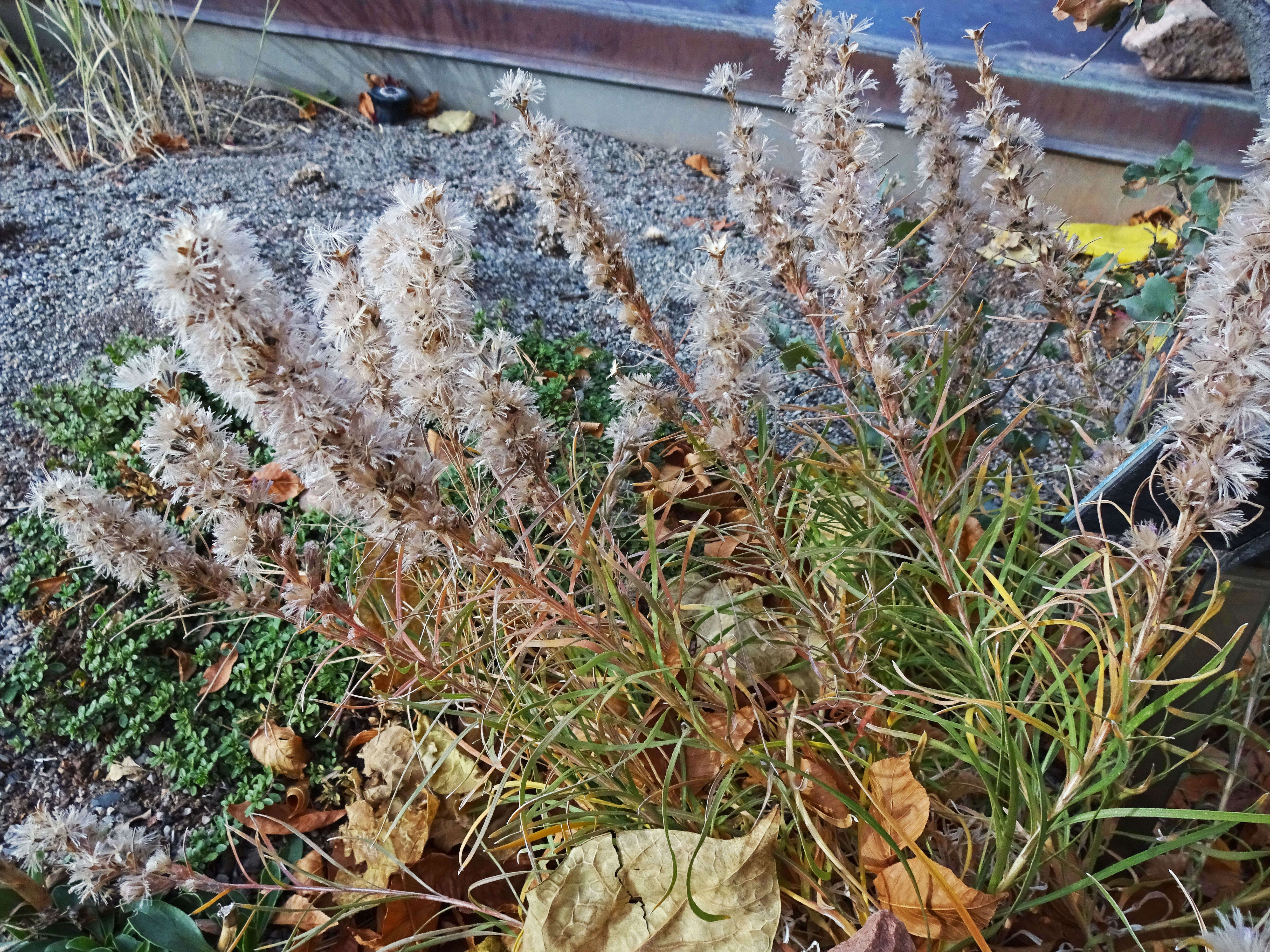 Слика од Liatris punctata Hook.