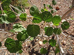Image of fragrant sumac