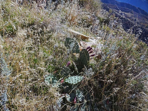 Image of Grassland Pricklypear