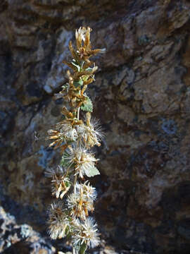 Image of California brickellbush