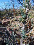 Image of Bigberry Juniper