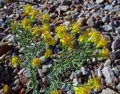 Image of turpentine bush