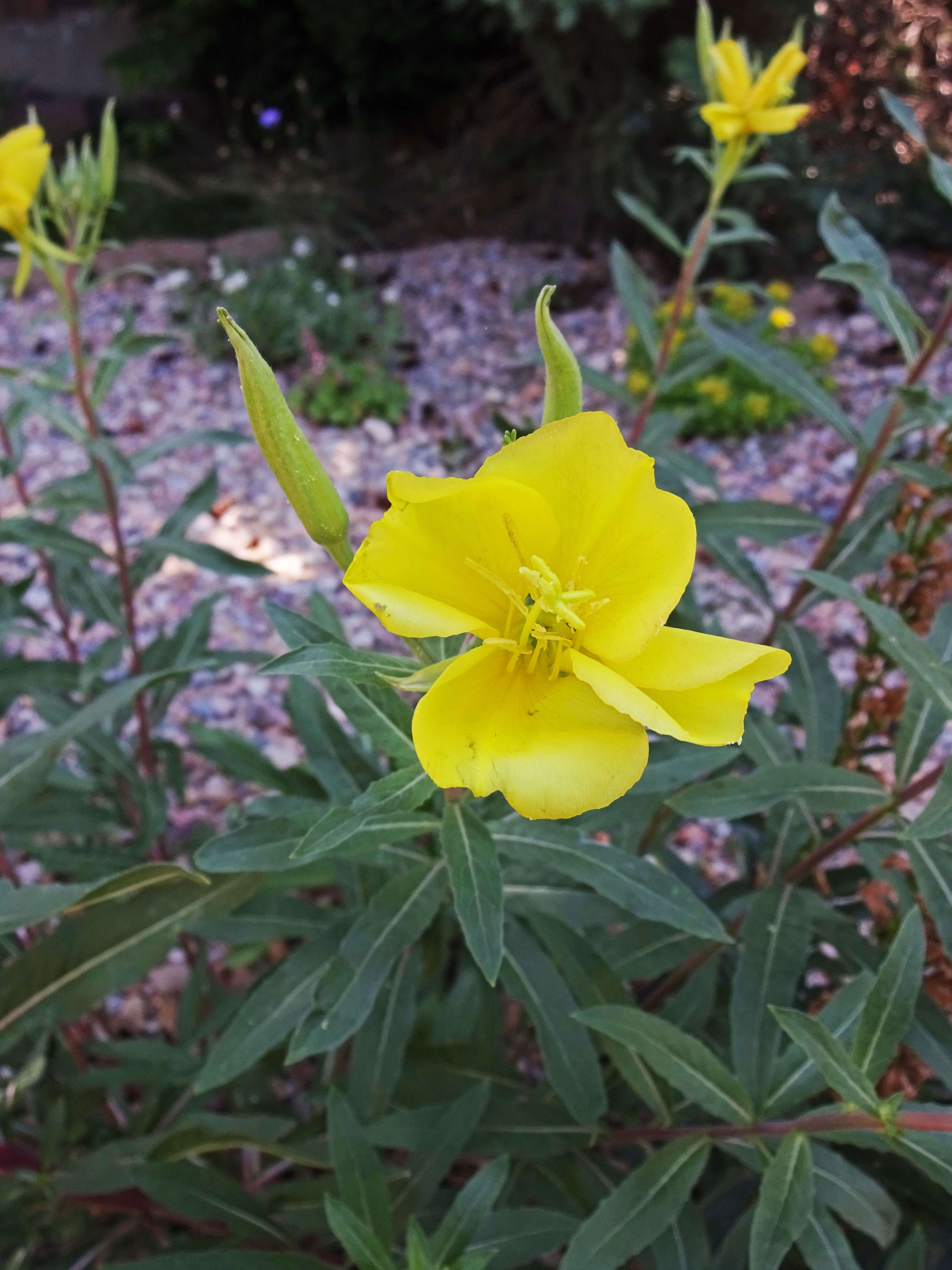 Image of Hooker's evening primrose