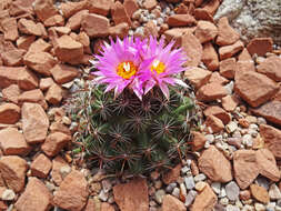 Image of Pincushion Cactus