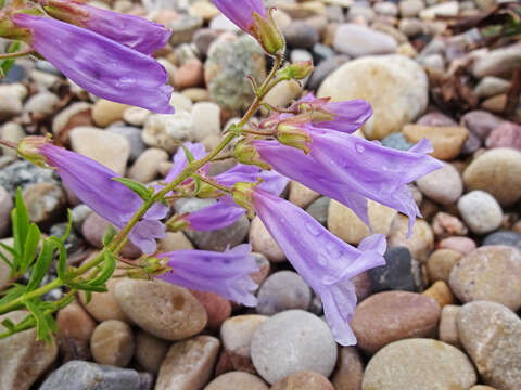 Image of Bush Penstemon