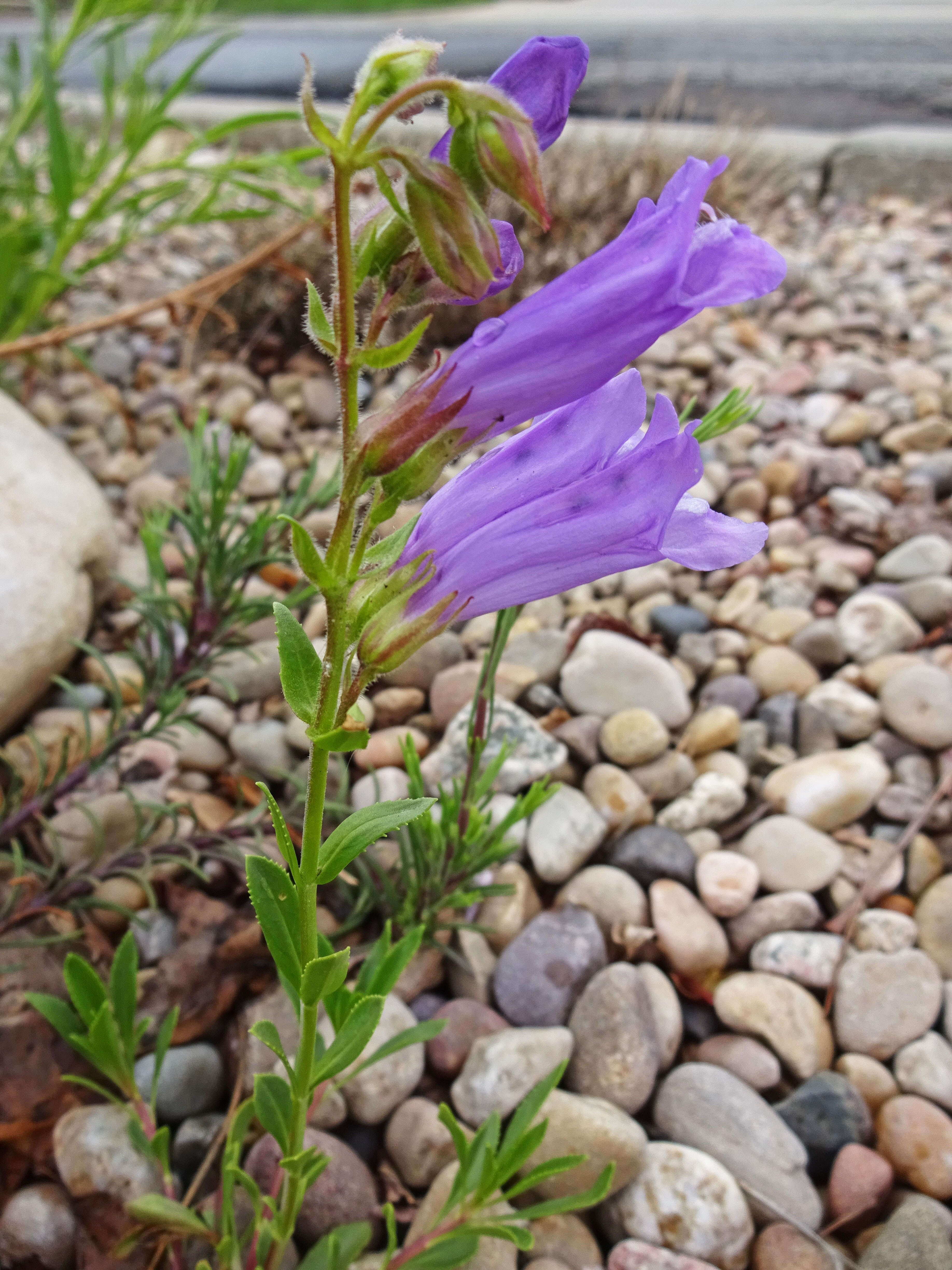 Image of Bush Penstemon