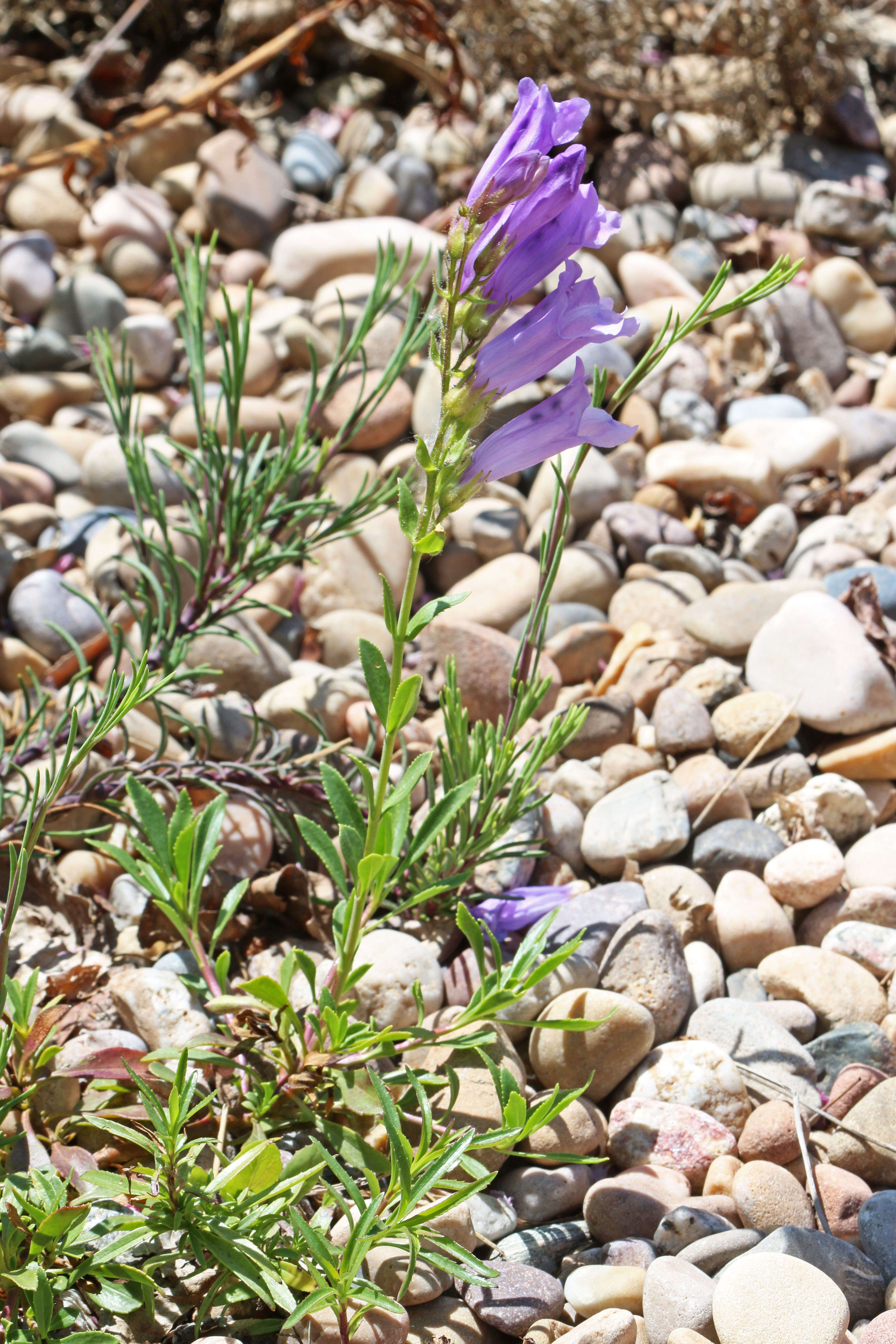 Image of Bush Penstemon