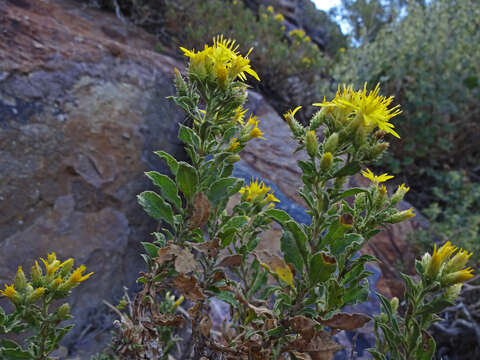 Image of Rydberg's goldenbush