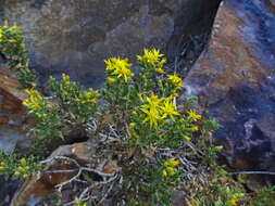 Image of Rydberg's goldenbush