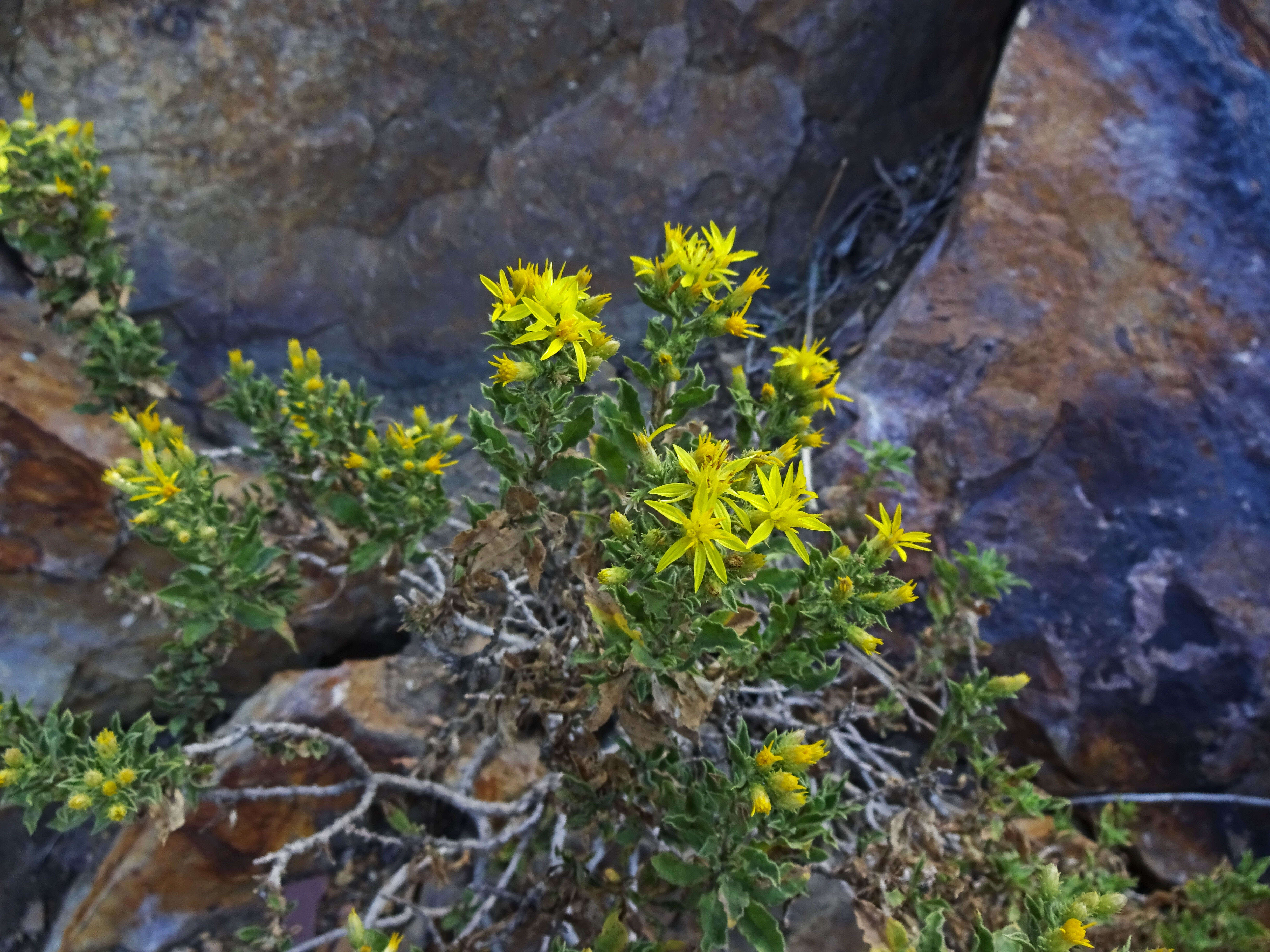 Imagem de Ericameria obovata (Rydb.) G. L. Nesom