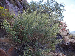 Image of California brickellbush