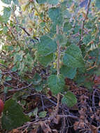 Image of California brickellbush