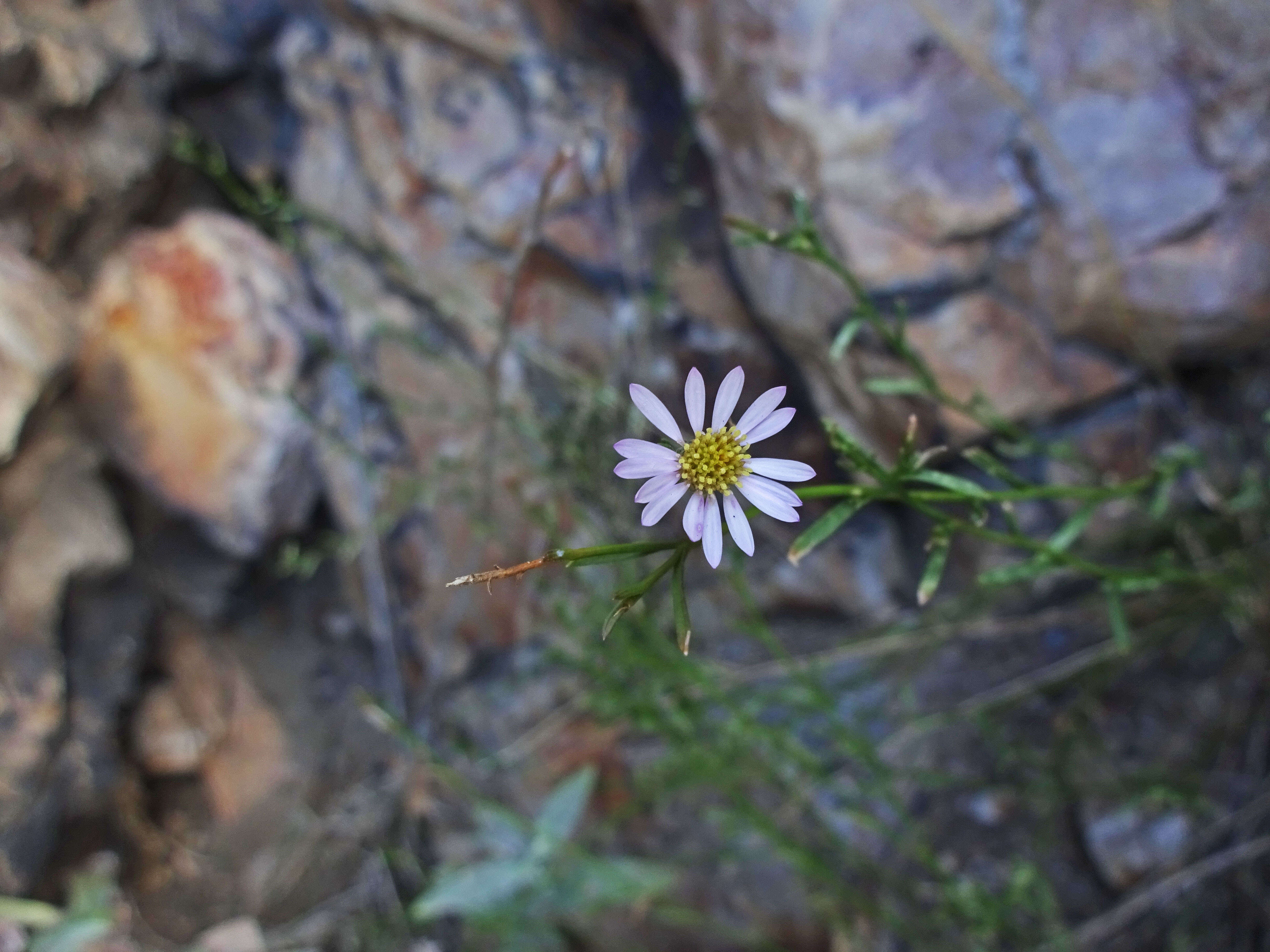 Image de Erigeron arenarioides (D. C. Eat. ex Gray) Rydb.