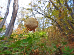 Image de Araneus gemma (McCook 1888)