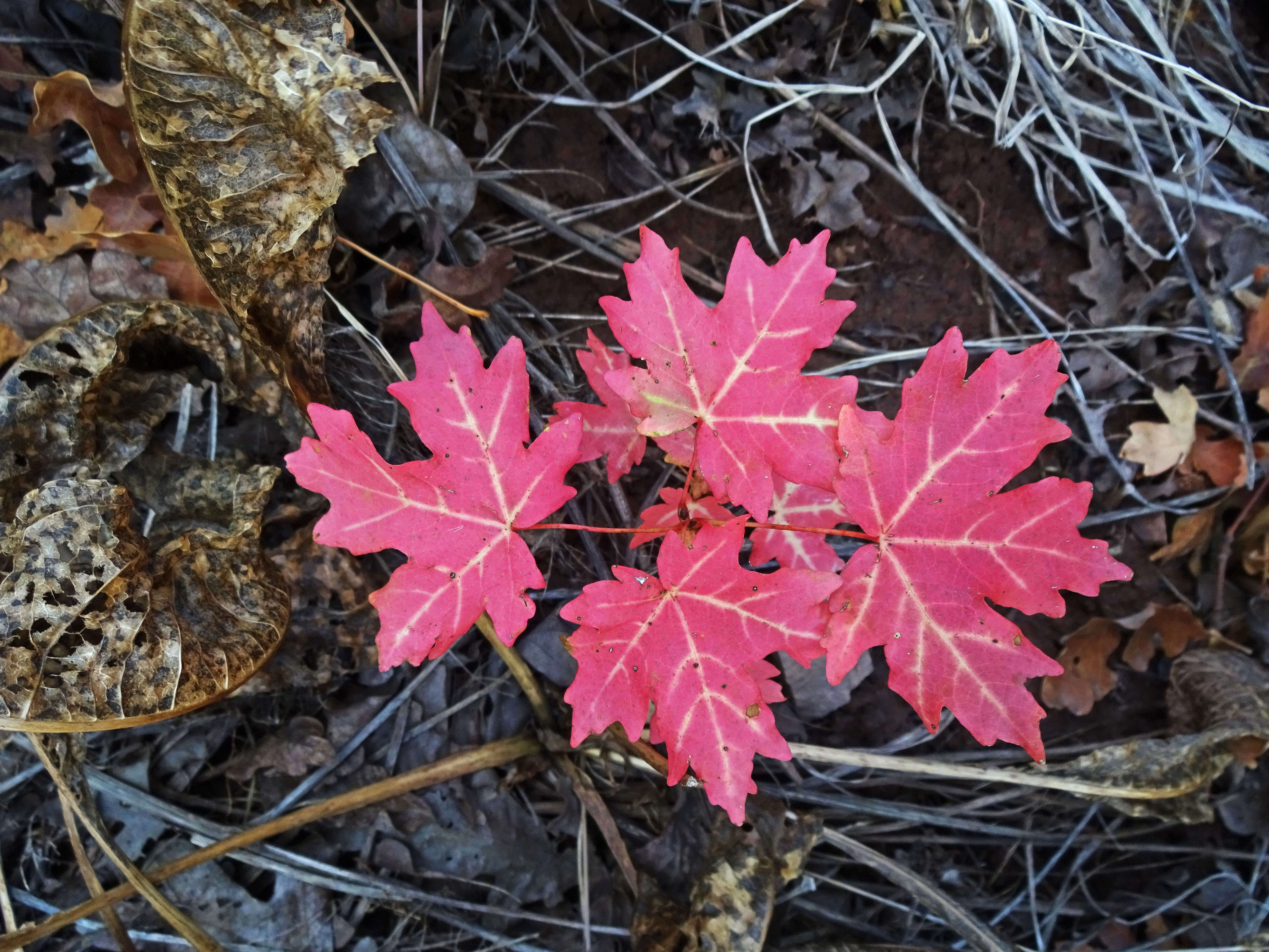 Imagem de Acer grandidentatum Nutt. ex Torr. & Gray