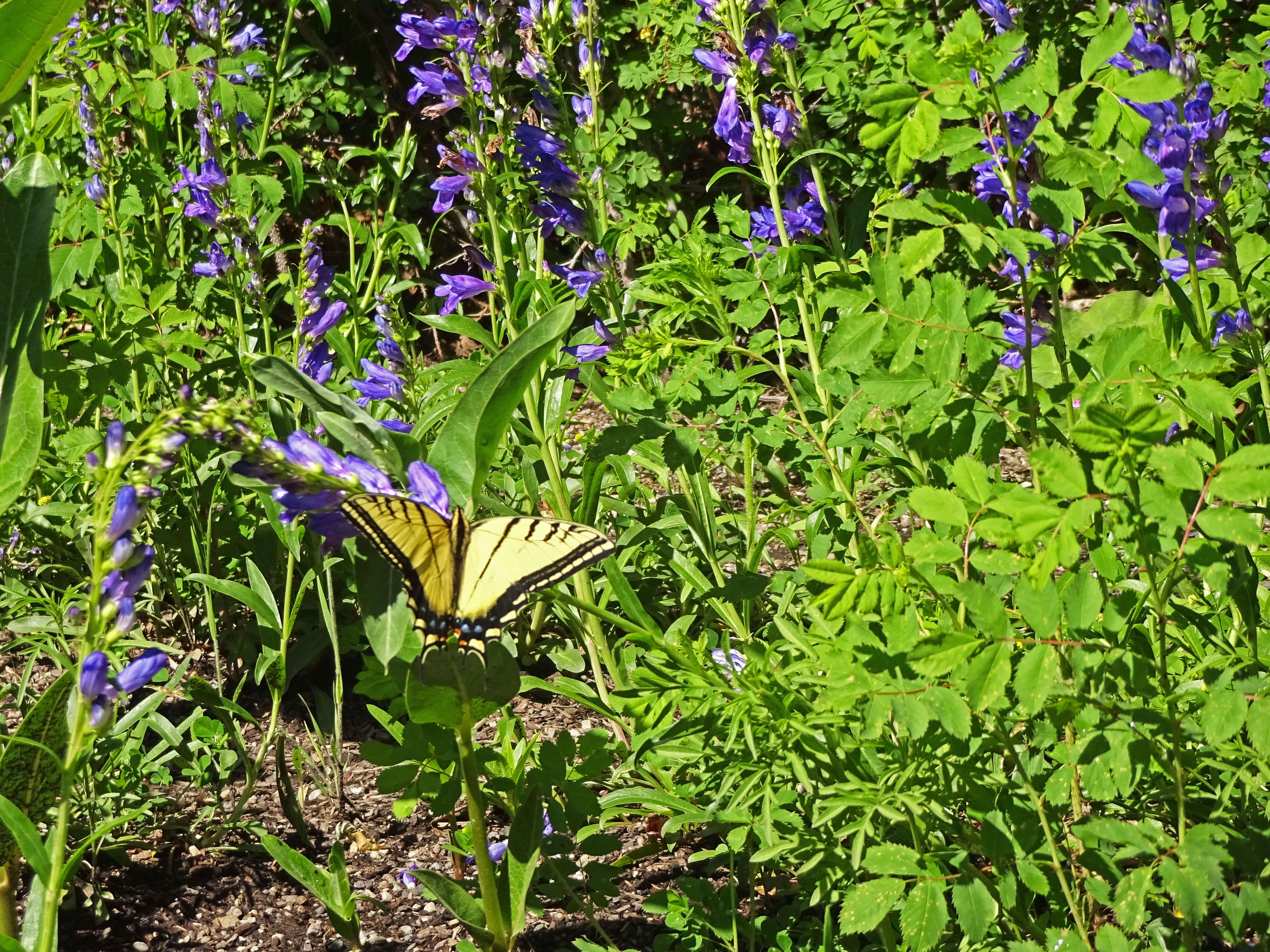 Sivun Papilio multicaudatus kuva