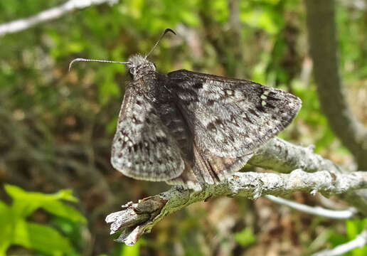 Image of Rocky Mountain Duskywing