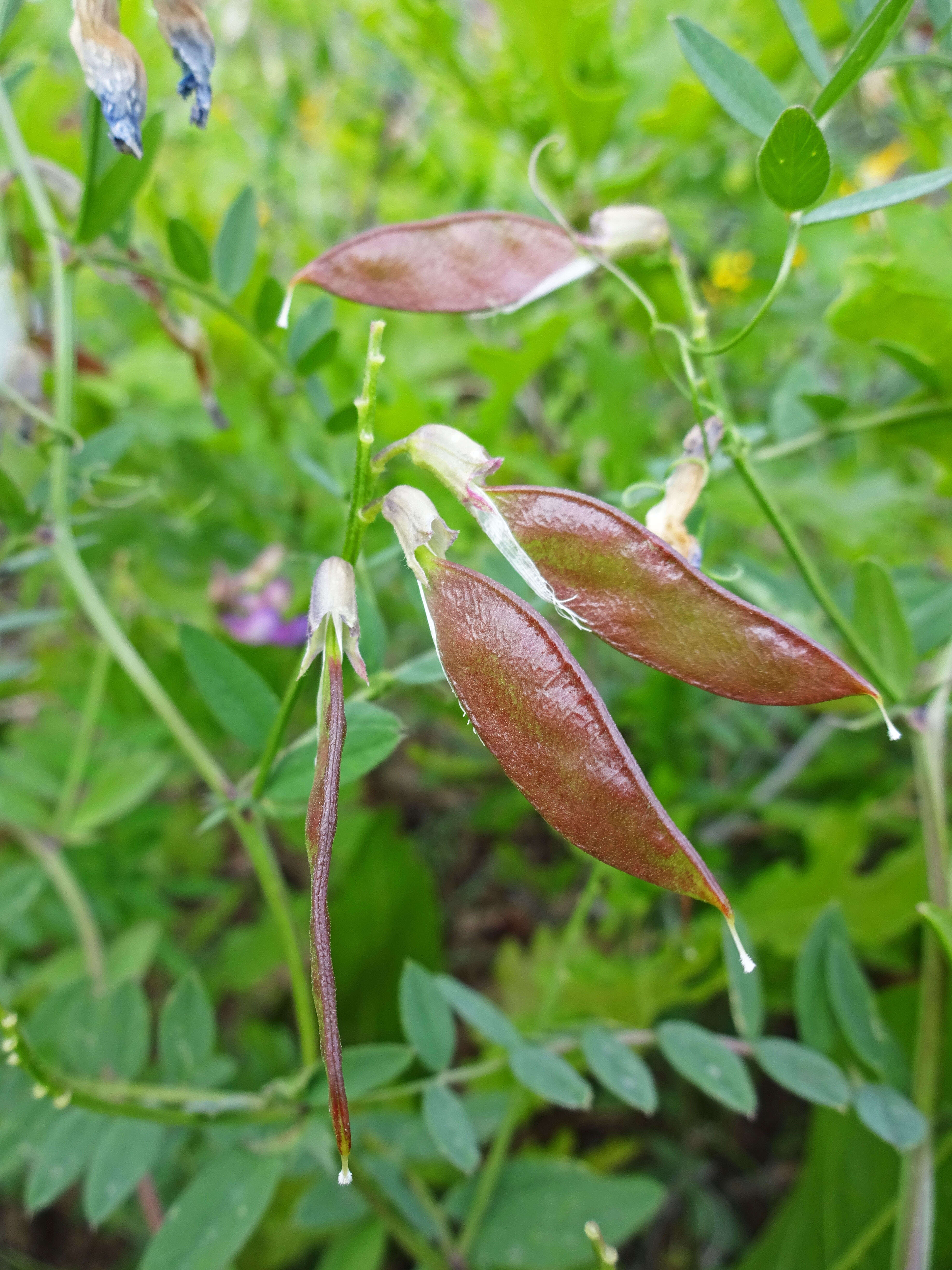 Image of American vetch