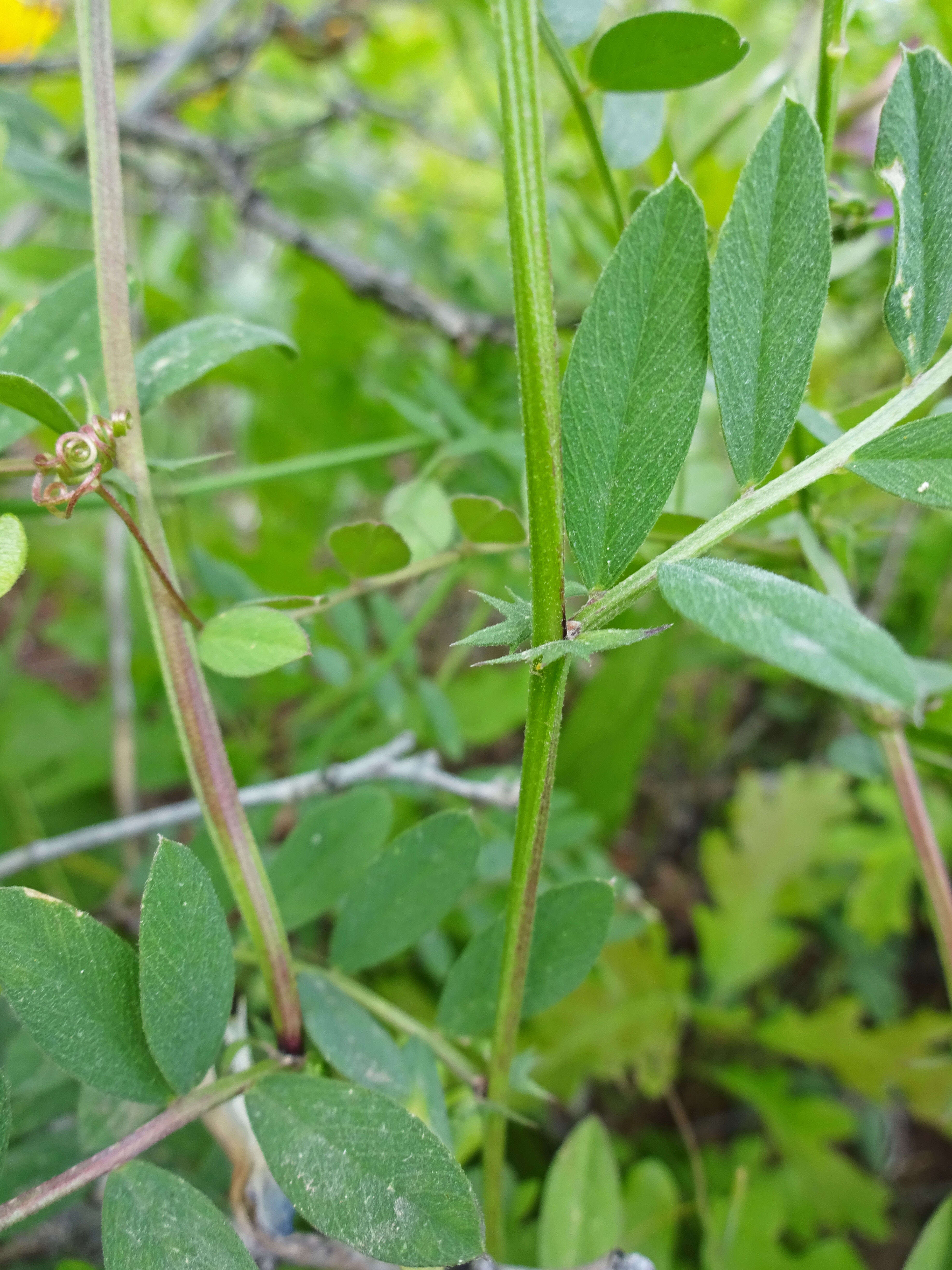 Image of American vetch