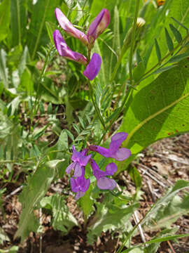 Image of American vetch