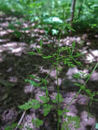 Image of spreading hedgeparsley