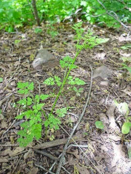 Image of spreading hedgeparsley