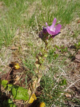 Image of salt spring checkerbloom