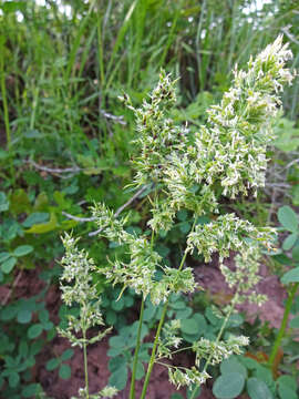 Imagem de Poa bulbosa L.