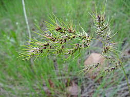 Imagem de Poa bulbosa L.