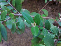 Image of Oregon boxleaf