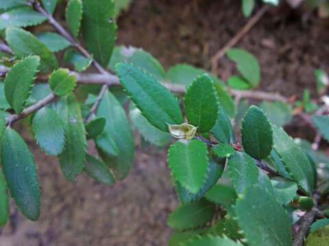 Image of Oregon boxleaf