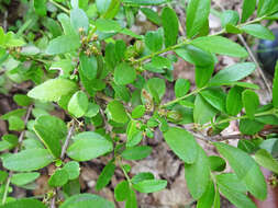 Image of Oregon boxleaf