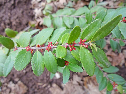 Image of Oregon boxleaf