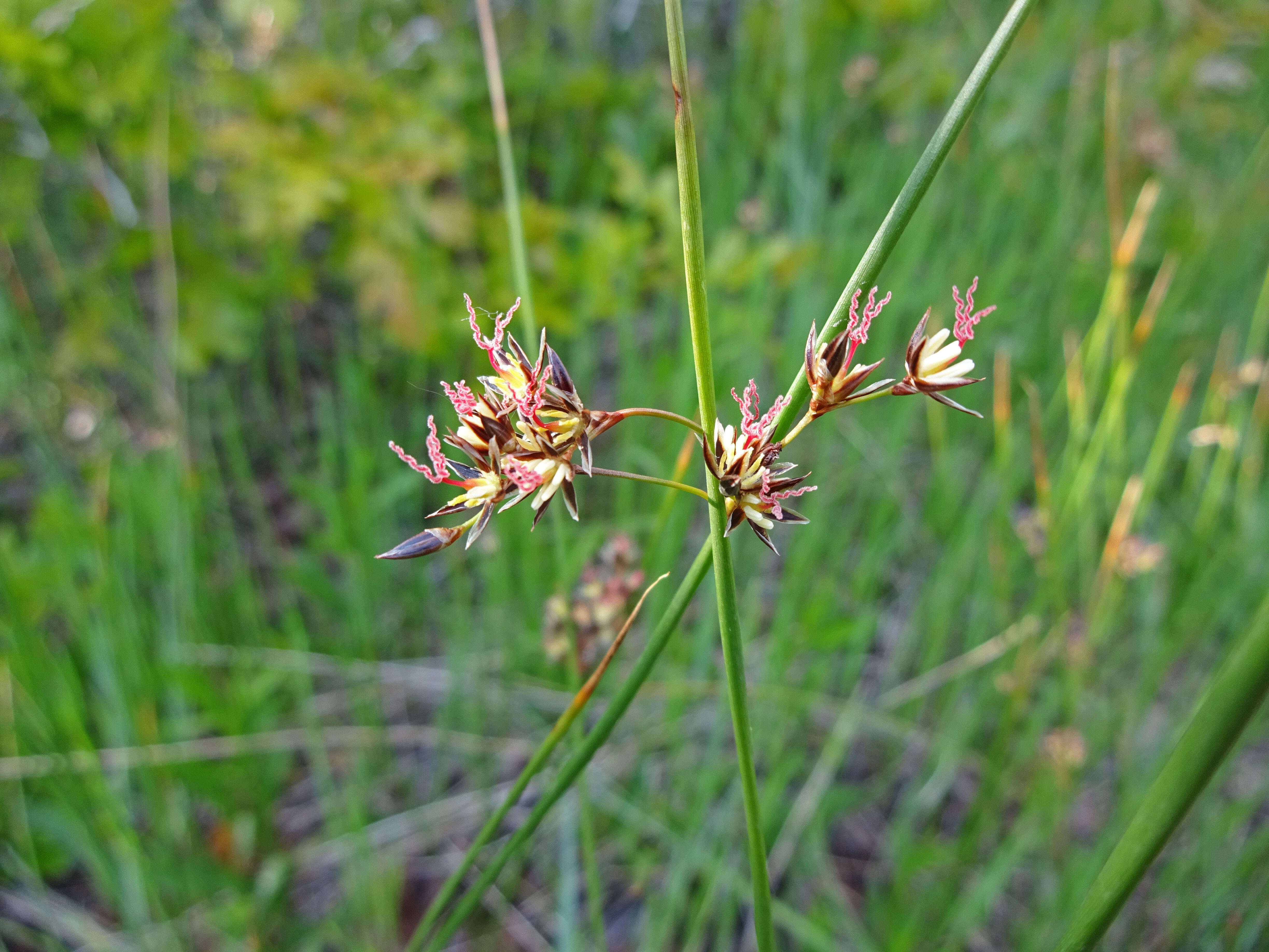 Image of Arctic rush