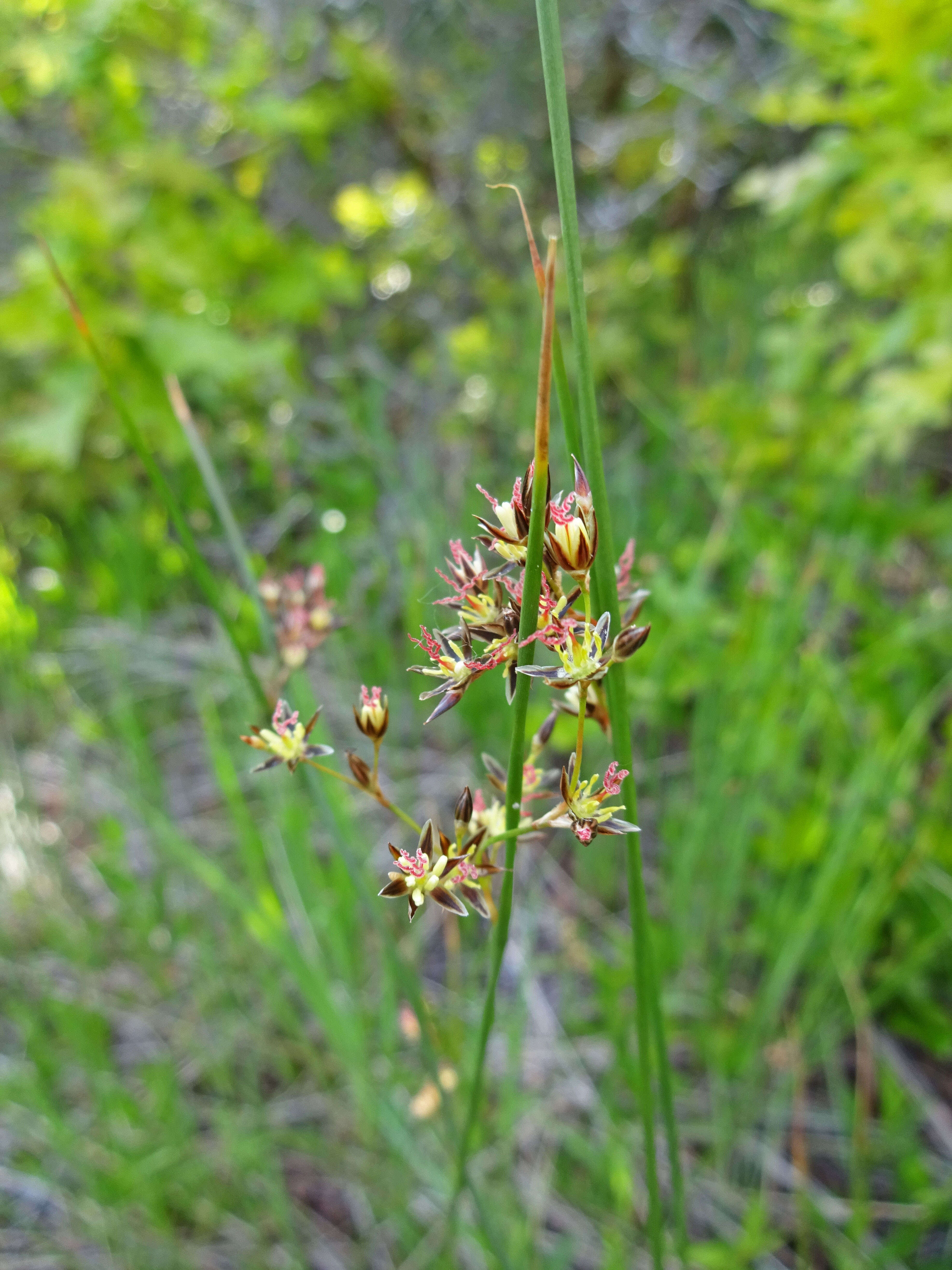 Image of Arctic rush