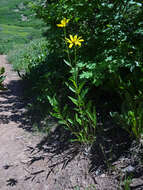 Sivun Helianthella uniflora (Nutt.) Torr. & A. Gray kuva