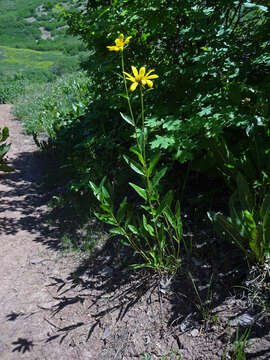 Image of oneflower helianthella