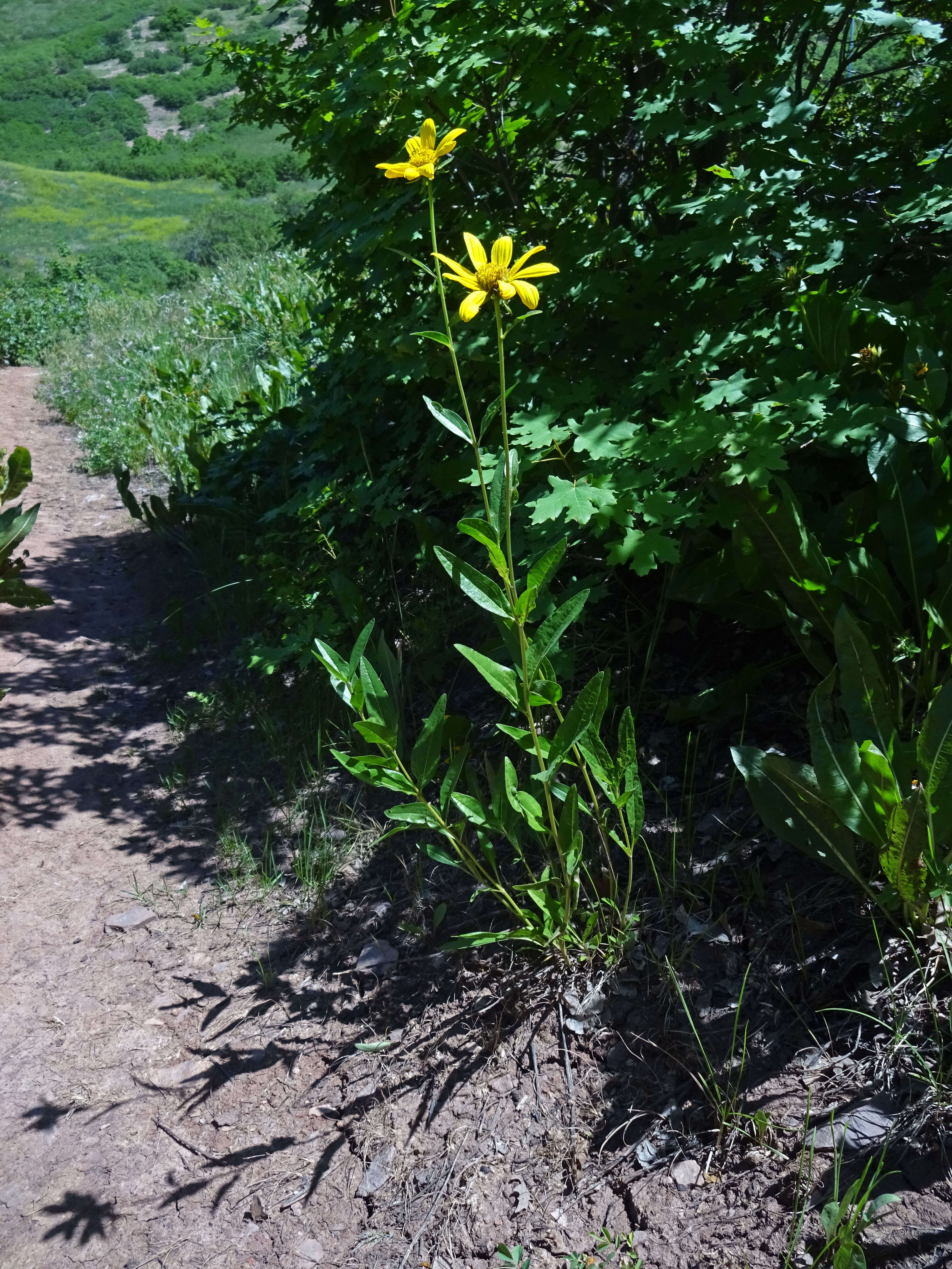 Sivun Helianthella uniflora (Nutt.) Torr. & A. Gray kuva