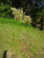 Image of Cocksfoot or Orchard Grass