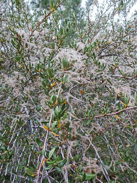 Image of curl-leaf mountain mahogany