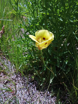 Calochortus aureus S. Watson resmi